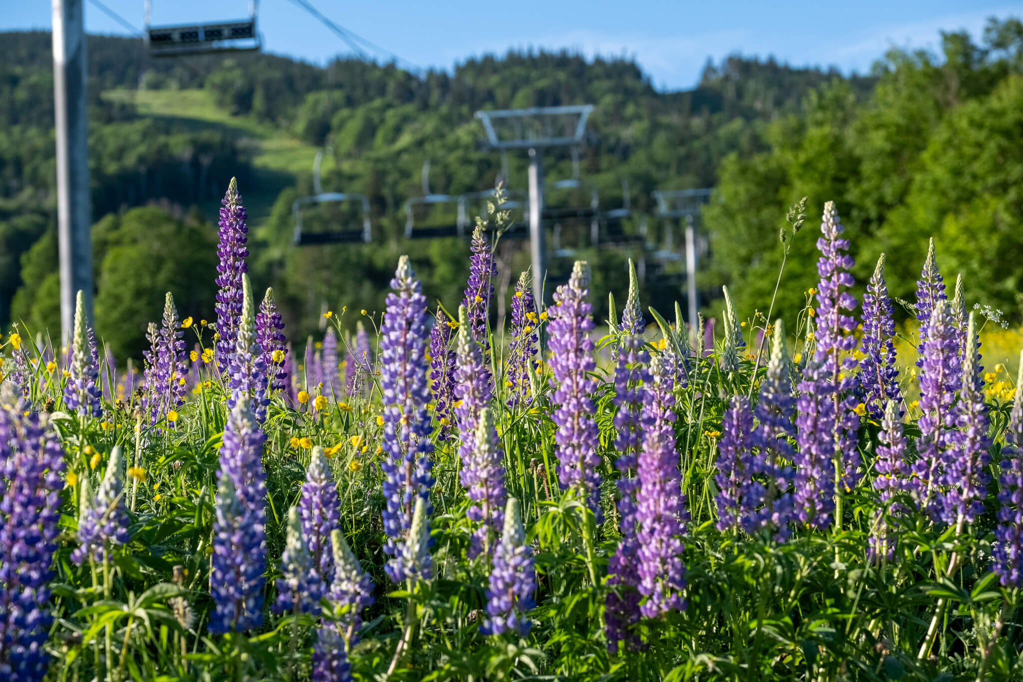 field of purple lupine flowers