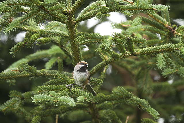 A boreal chickadee